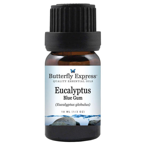 Eucalyptus Blue Gum Essential Oil
